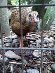 Gallirallus australis hectori