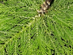 Dendrohypopterygium filiculiforme