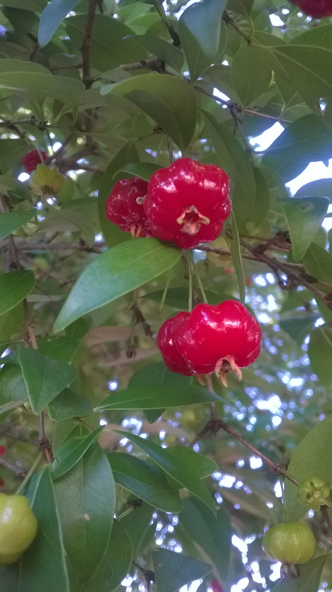 Eugenia uniflora