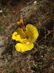 Calochortus clavatus