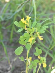 Trigonella grandiflora
