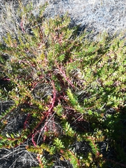 Laurembergia repens