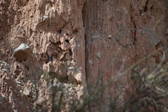 Ochetorhynchus andaecola