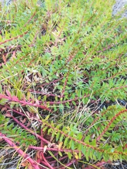 Laurembergia repens