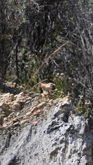 Ochetorhynchus andaecola