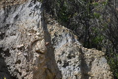 Ochetorhynchus andaecola