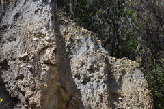 Ochetorhynchus andaecola