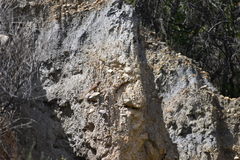 Ochetorhynchus andaecola