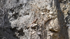 Ochetorhynchus andaecola