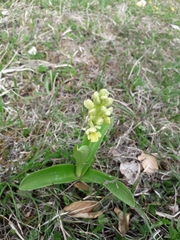 Orchis pallens