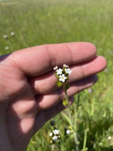 iNaturalist observation photo of Popcornflowers