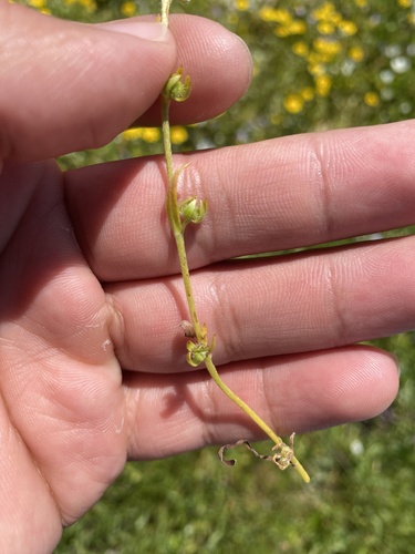 iNaturalist observation photo of adobe popcornflower