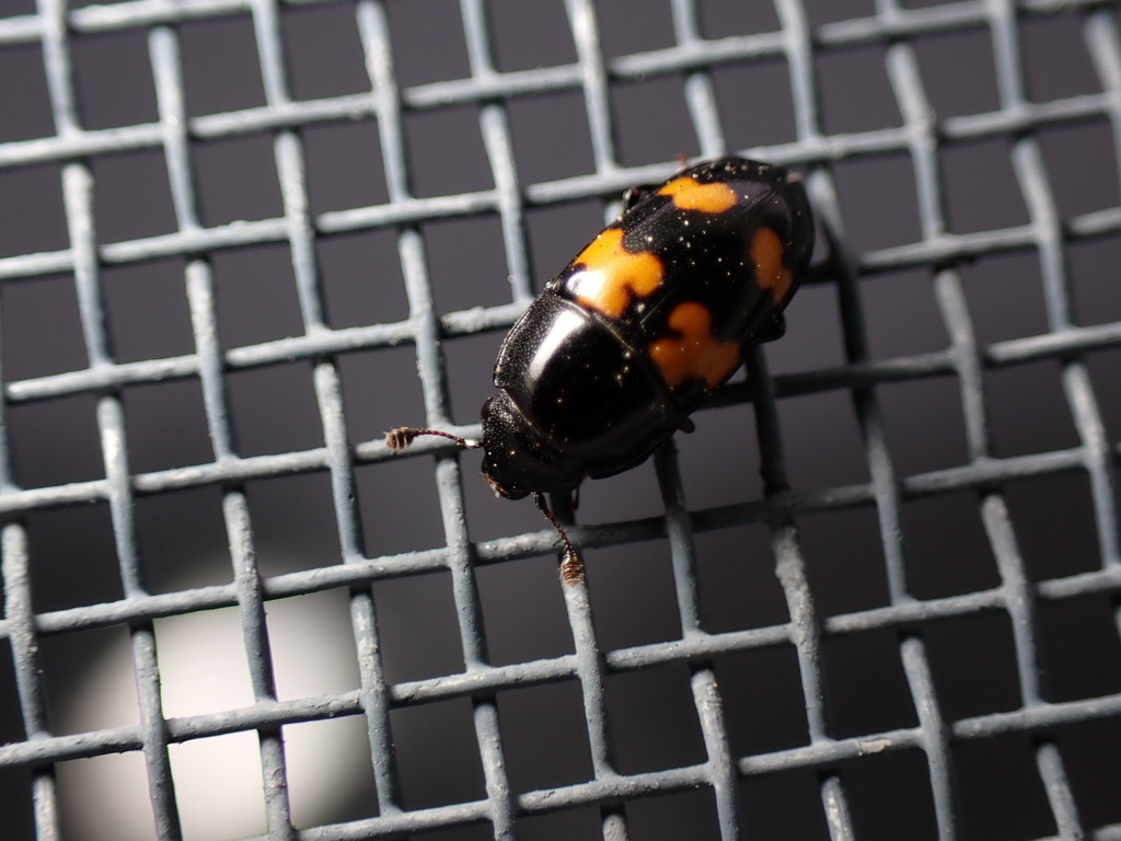 Picnic Beetle