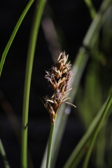 Carex alma