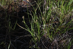 Carex alma