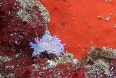 Phyllodesmium horridum