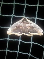 Saturnia pyri