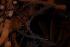 Macropodia falcifera