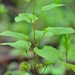 Smilax illinoensis - Photo (c) Mark Kluge,  זכויות יוצרים חלקיות (CC BY-NC), הועלה על ידי Mark Kluge