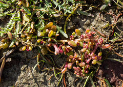 Suaeda novae-zelandiae