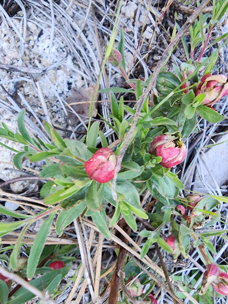 California Peony from Paicines, CA 95043, USA on April 8, 2024 at 03:50 ...