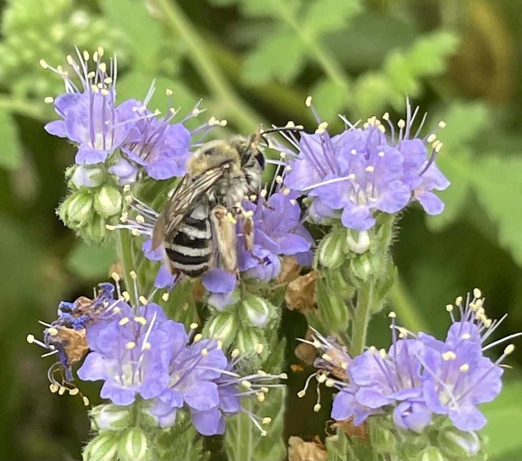 Sitemapcdatahttpsomobeldreferenzcomelegant Bees For Sale San Antonio Gallery