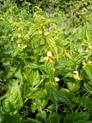 Lamium galeobdolon montanum