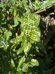 Arum italicum italicum