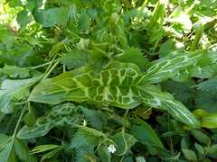 Arum italicum italicum