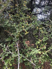 Commiphora glandulosa