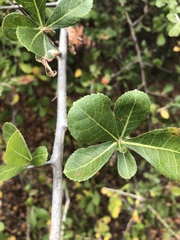 Commiphora glandulosa