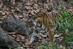 Panthera tigris tigris