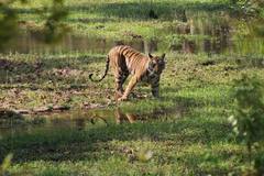 Panthera tigris tigris