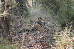 Panthera tigris tigris