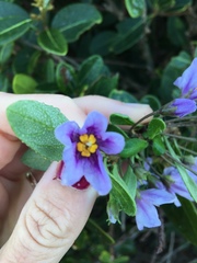 Solanum guineense
