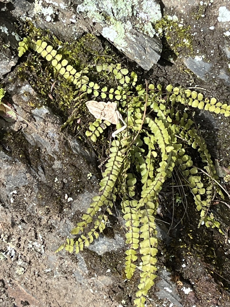 Maidenhair Spleenwort From West River Trail Brattleboro Vt Us On