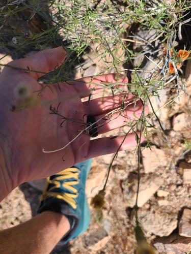 Image of Adenophyllum porophylloides by no rights reserved
