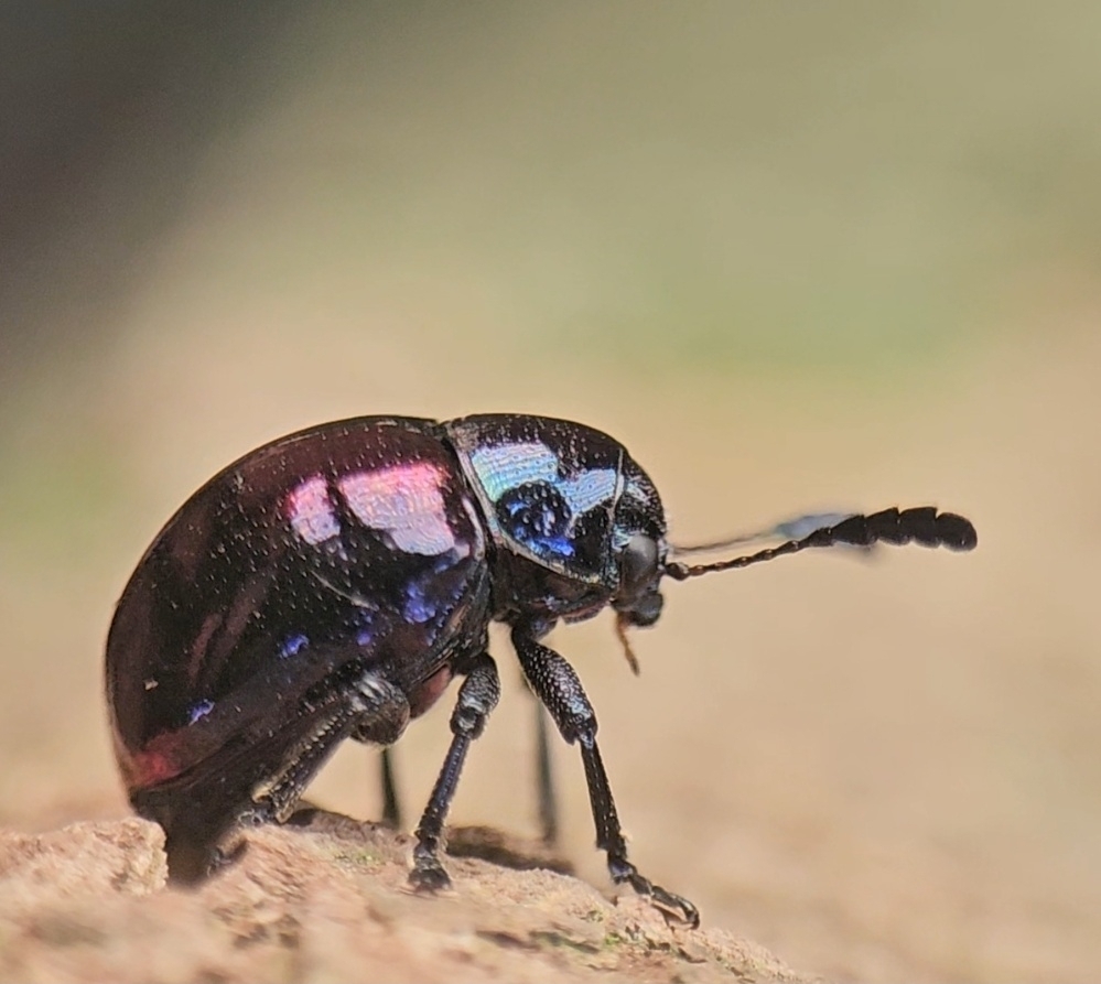 Platycorynus robustus