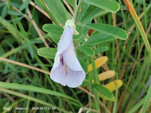 Laurel-leaf pigeonwings (Clitoria laurifolia)