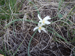 Leucocrinum montanum