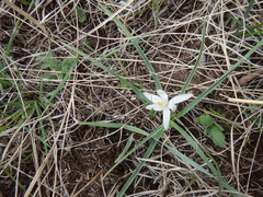 Leucocrinum montanum