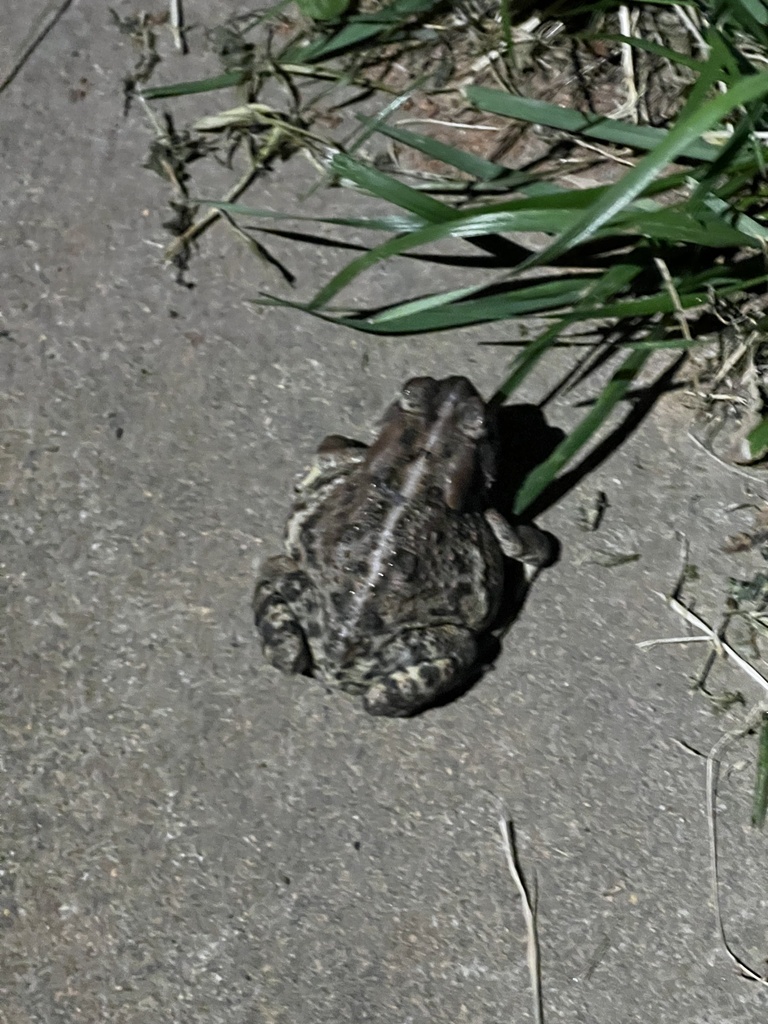 Fowler's Toad from Zebulon, NC, US on April 10, 2024 at 08:39 PM by ...