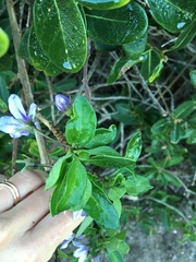 Solanum guineense