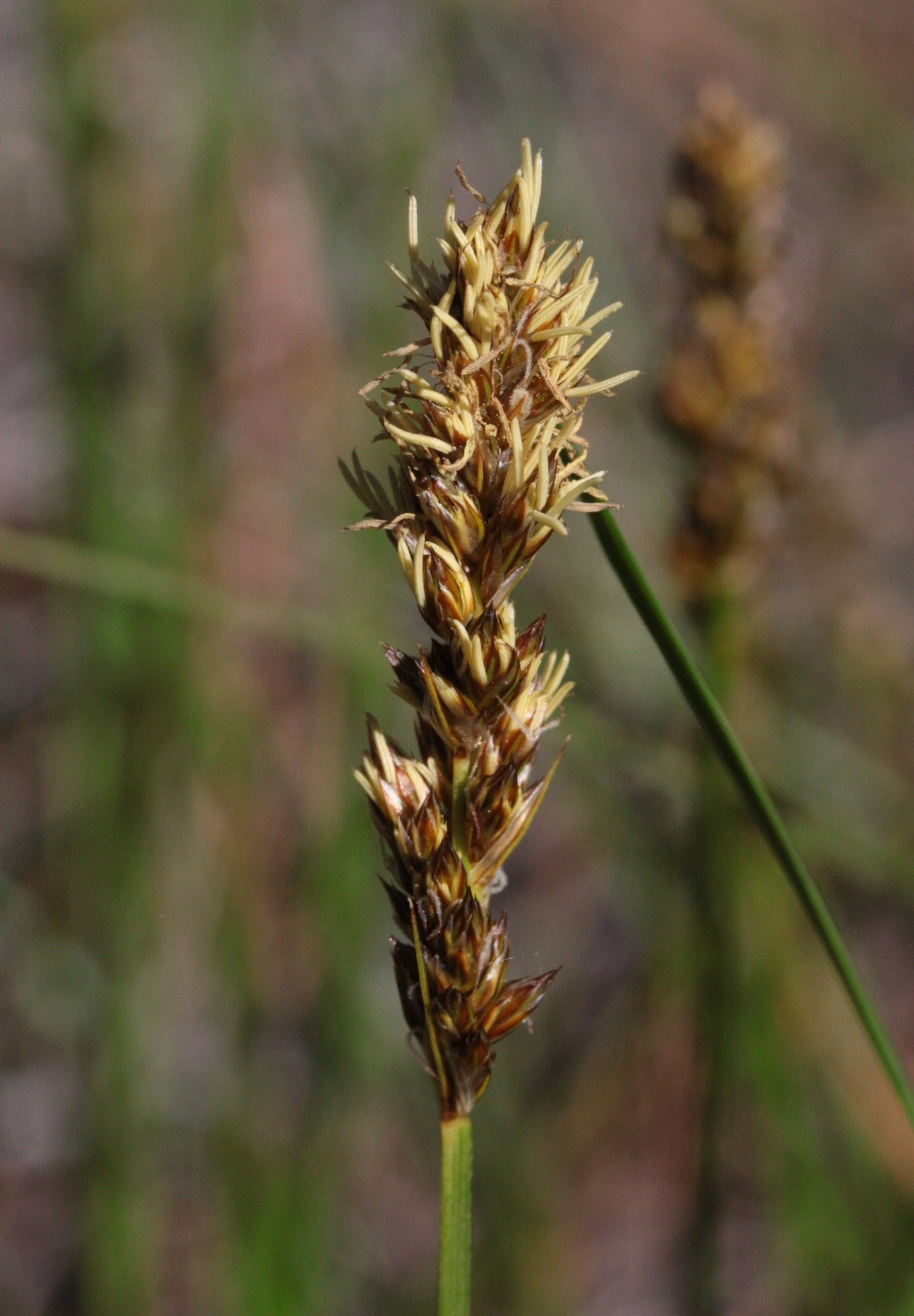 Carex alma