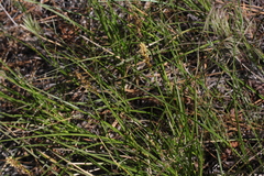 Carex alma