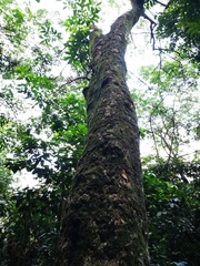 Hevea brasiliensis