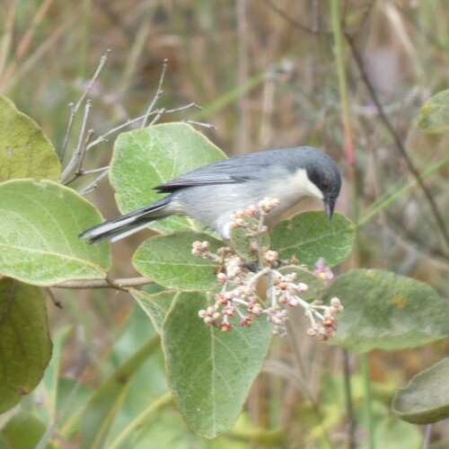Cinereous Warbling Finch (Microspingus cinereus), photo 2