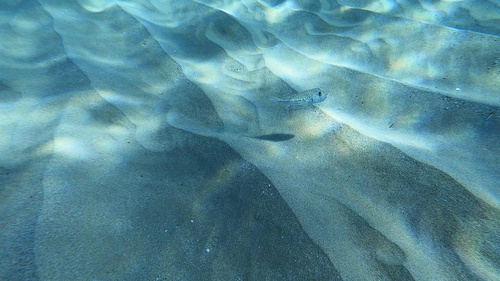 Torquigener florealis observed 2024-04-10