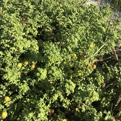 Oncosiphon sabulosus