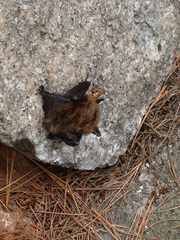 Myotis leibii